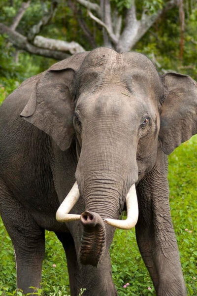 Wilpattu: Jeep Safari Day Tour From Sigiriya - Importance of Guided Tours