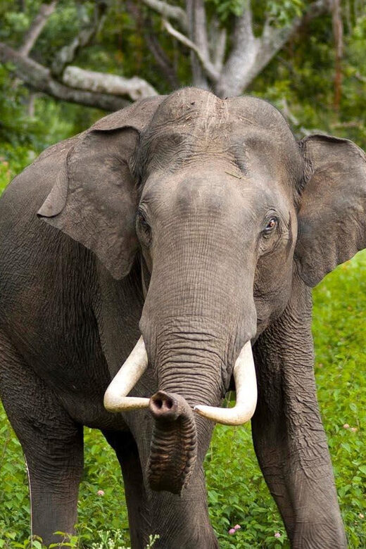 Wilpattu: Jeep Safari Day Tour From Trincomalee or Pasikudah - Who Will Love This Safari?