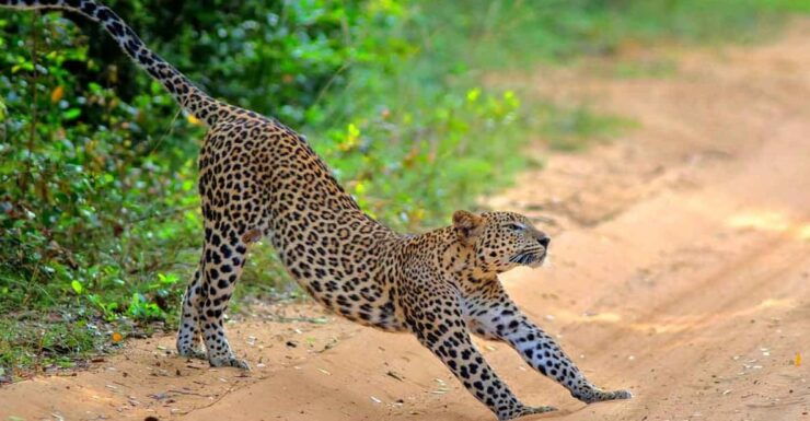 Wilpattu: Jeep Safari Day Tour From Trincomalee - Pricing and Cancellation Policy
