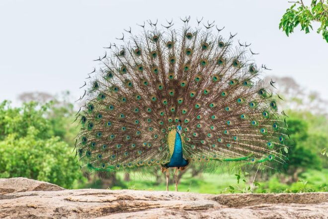 Wilpattu: Jeep Safari Day Tour From Trincomalee - Customer Reviews and Feedback