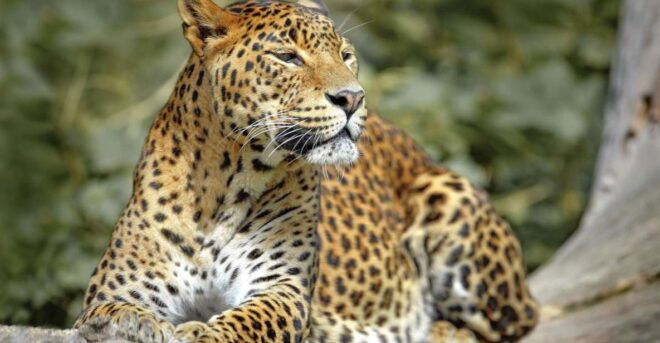 Wilpattu National Park: 3-Hour Morning or Evening Safari - Highlights of the Safari