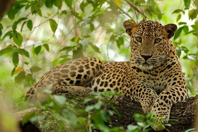 Wilpattu National Park 4-Hours Safari | with Naturalist - Good To Know