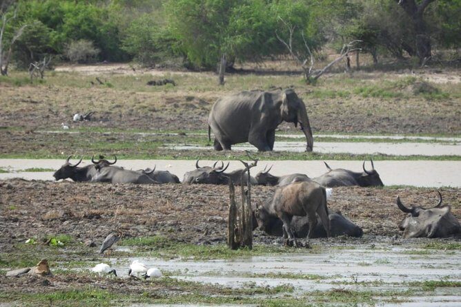 Wilpattu National Park 4-Hours Safari | with Naturalist - The Sum Up: The Value of a Wilpattu Safari