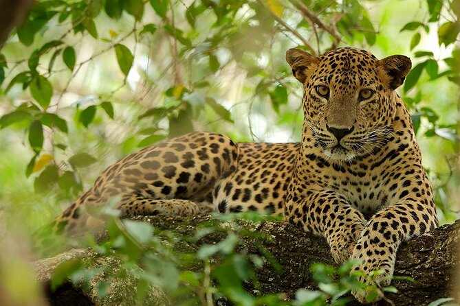 Wilpattu National Park 4-Hours Safari | With Naturalist - Additional Information