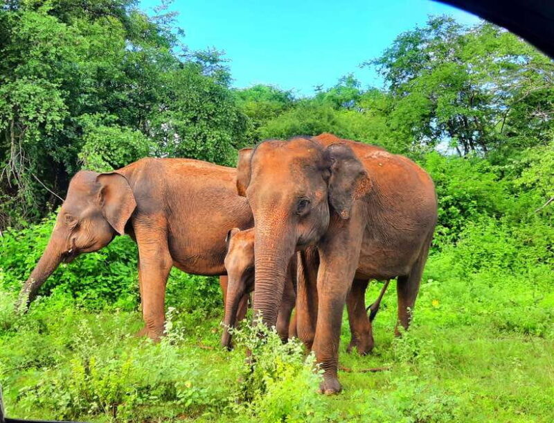 Wilpattu National Park : 5 Hours & 12 Hours Day Tours - Good To Know