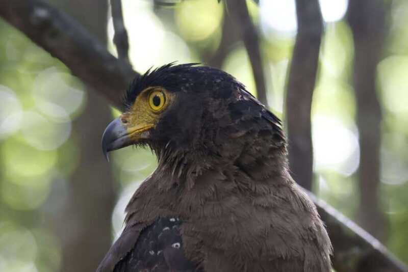 Wilpattu National Park : 5 Hours & 12 Hours Day Tours - The Sum Up