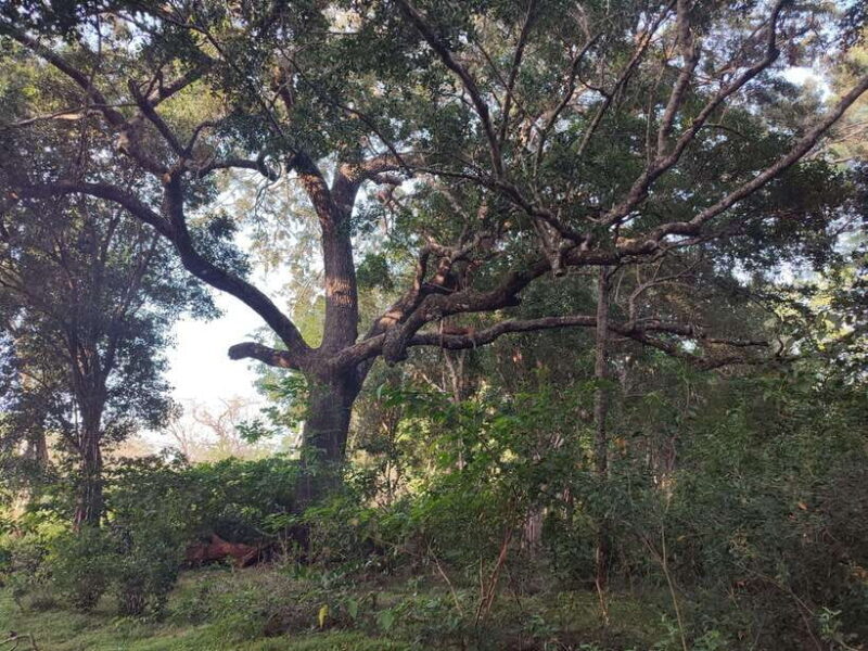 Wilpattu National park - All Inclusive Safari Day Tour - The Sum Up