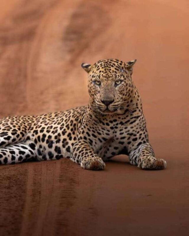 Wilpattu National park - All Inclusive Safari Day Tour - An In-Depth Look at Wilpattu’s Safari Experience