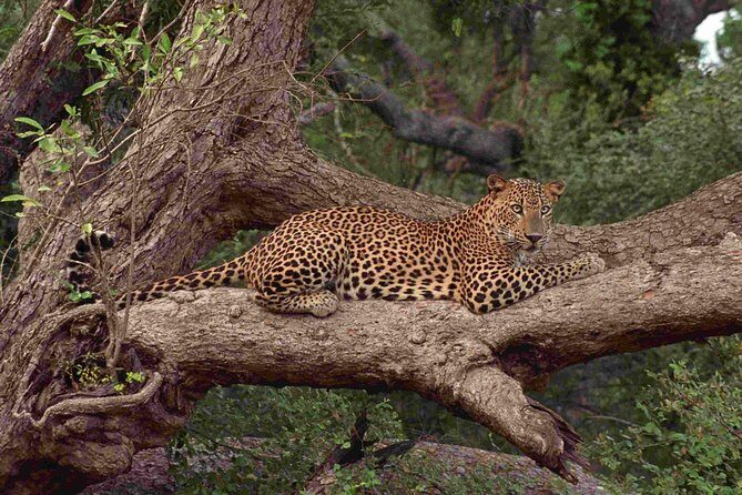 Wilpattu National Park Day tour From Negombo - FAQ