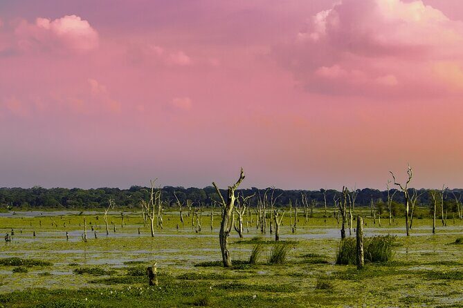 Wilpattu National Park Day tour From Negombo - An Honest Look at the Wilpattu National Park Day Tour