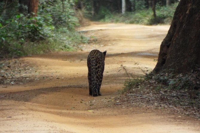 Wilpattu National Park Day tour From Negombo - Final Thoughts: Is the Wilpattu National Park Day Tour Worth It?