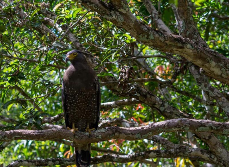 Wilpattu National Park Day Trip from Colombo/Negombo - FAQ