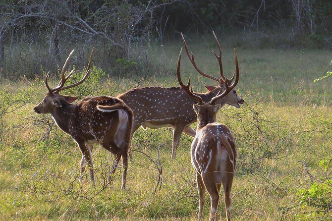 Wilpattu National Park Entrance Ticket with Private Safari - The Value of This Experience
