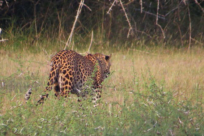 Wilpattu National Park Entrance Ticket with Private Safari - FAQs