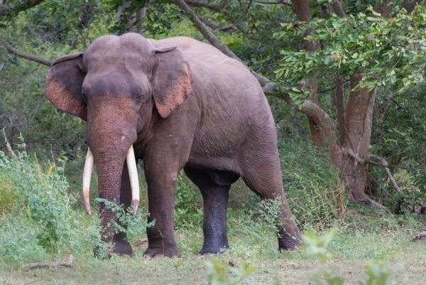 Wilpattu National Park Excursion From Hunuwilagama Entrance - Visitor Guidelines and Recommendations