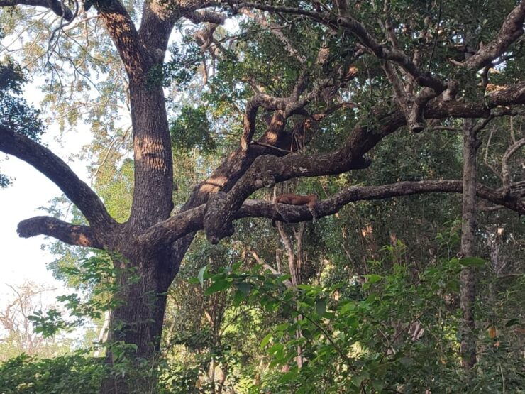 Wilpattu National Park : Full Day Safari (06:00am - 18:00pm) - Good To Know