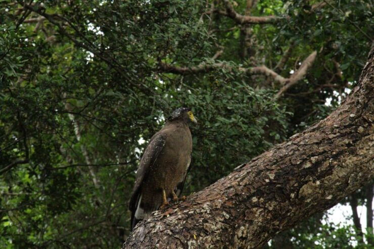Wilpattu National Park : Full Day Safari (06:00am - 18:00pm) - Tour Inclusions