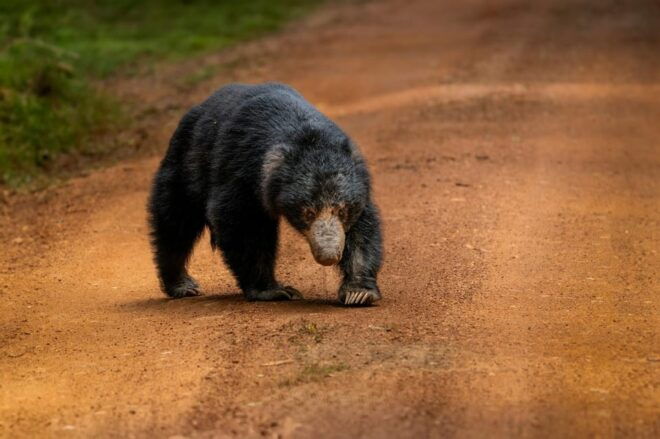 Wilpattu National Park : Full Day Safari (06:00am - 18:00pm) - Pricing Details