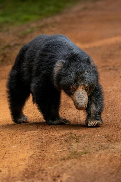Wilpattu National Park : Full Day Safari (06:00am - 18:00pm) - Customer Experiences