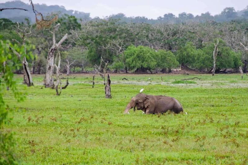 Wilpattu National Park Full Day Safari - Starting Point and Transportation