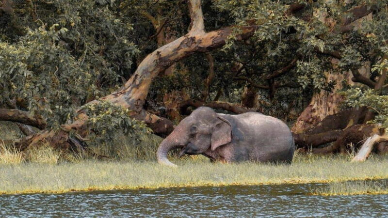 Wilpattu National Park: Full-Day Safari From Trincomalee - Good To Know