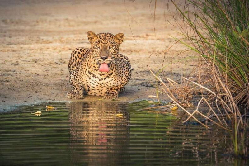 Wilpattu National Park: Full-Day Safari From Trincomalee - Who Should Consider This Tour?