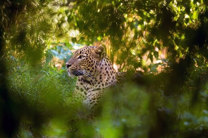 Wilpattu National Park Jeep Safari From Negombo / Waikkal (All Inclusive) - Booking Details