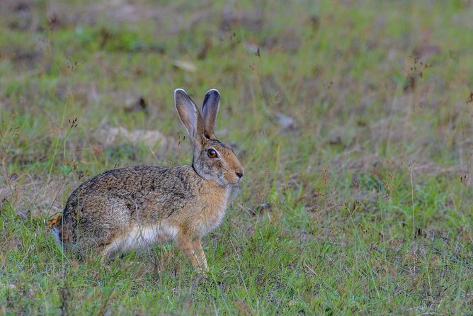 Wilpattu National Park Jeep Safari From Wilpattu - Additional Information
