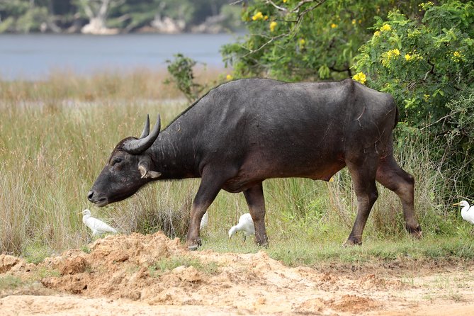 Wilpattu National Park Jeep Safari From Wilpattu - Common Questions