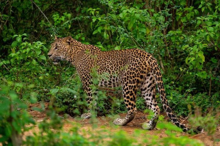 Wilpattu National Park: Morning Afternoon Safari (5h) - Safari Experience and Wildlife
