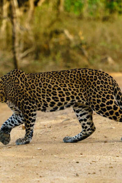 Wilpattu National Park: Morning Afternoon Safari (5h) - Booking Process and Options