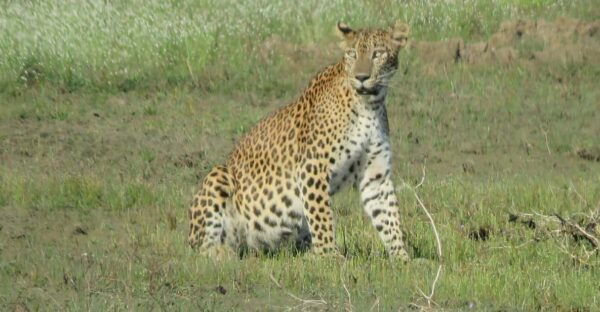 Wilpattu National Park- Morning or Afternoon Safari - Wildlife Viewing Opportunities