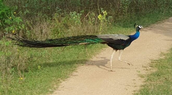 Wilpattu National Park - Morning or Afternoon Safari - Inclusions and Exclusions