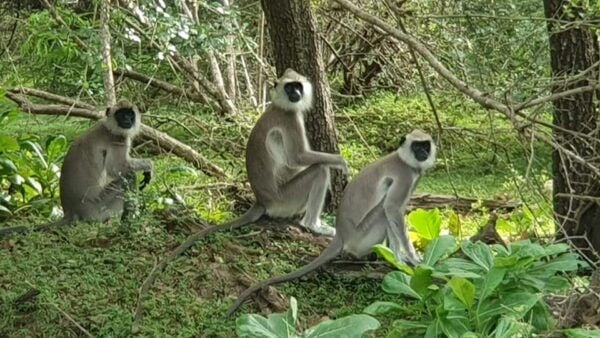 Wilpattu National Park - Morning or Afternoon Safari - Afternoon Safari Advantages
