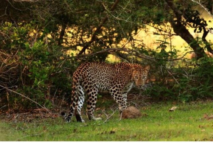 Wilpattu National Park: Morning or Evening Leopard Safari - Park Overview