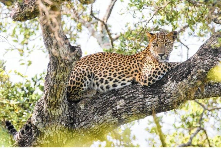 Wilpattu National Park: Morning or Evening Leopard Safari - Wildlife Encounters