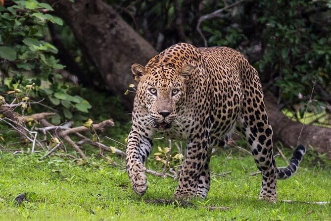 Wilpattu National Park | Private Safari - Discovering Wilpattu National Park: An In-Depth Look