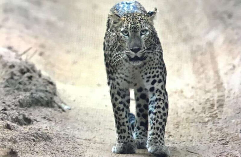 Wilpattu National Park: Private Safari - The Role of the Guide and the Private Jeep