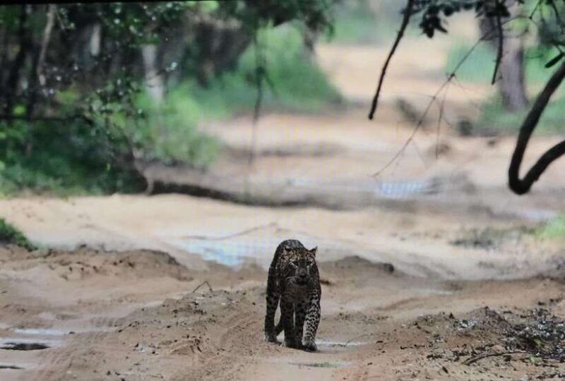 Wilpattu National Park: Private Safari - Practical Details: When and How to Book