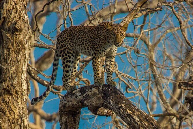 Wilpattu National Park Private Safari From Dambulla & Sigiriya - Good To Know