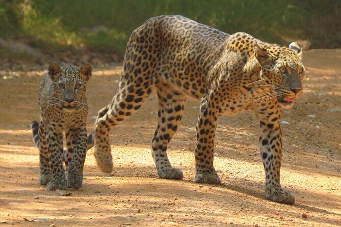 Wilpattu National Park | Private Safari Tours - Exploring Wilpattu National Park: A Closer Look