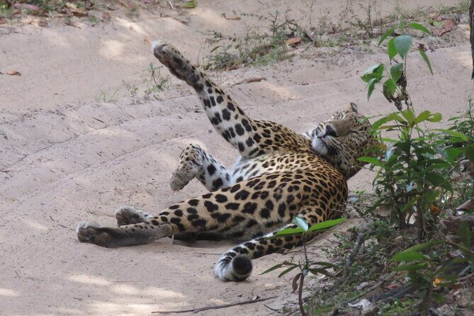 Wilpattu National Park | Private Safari Tours - Why You Should Book This Safari