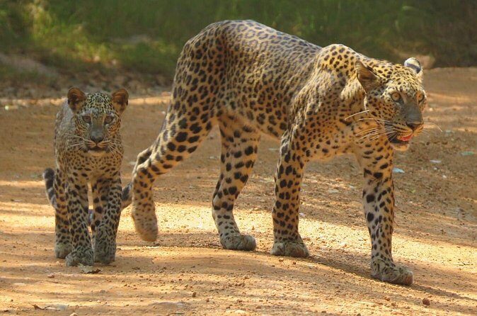 Wilpattu National Park | Private Safari Tours - FAQ