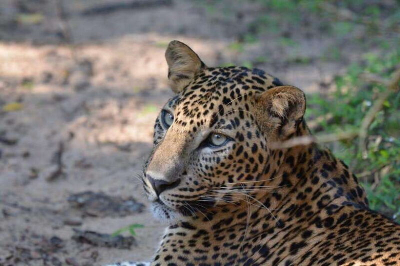 Wilpattu National Park Safari - Authentic Tips from Reviewers