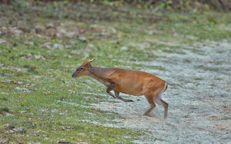 Wilpattu National Park Safari - FAQs