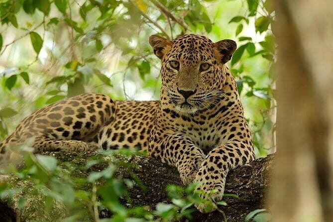 Wilpattu National Park Safari, Budget Tour from Colombo - Good To Know