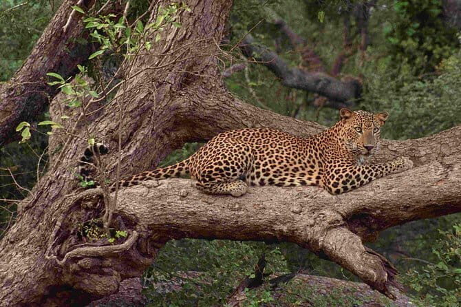 Wilpattu National Park Safari, Budget Tour from Colombo - A Deep Dive into the Wilpattu Experience