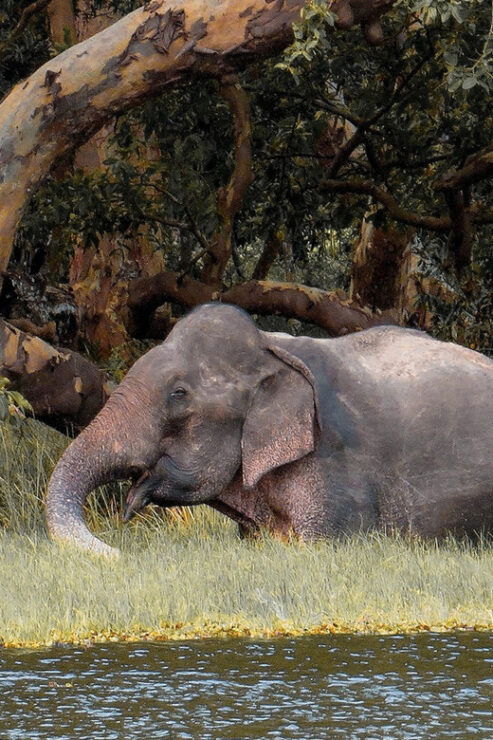 Wilpattu National Park Safari From Dambulla - Good To Know