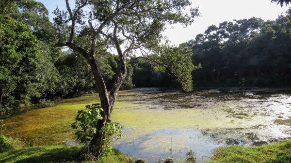 Wilpattu National Park Safari From Dambulla - Travel Tips for Safari Day