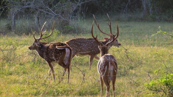 Wilpattu National Park Safari From Dambulla - Frequently Asked Questions